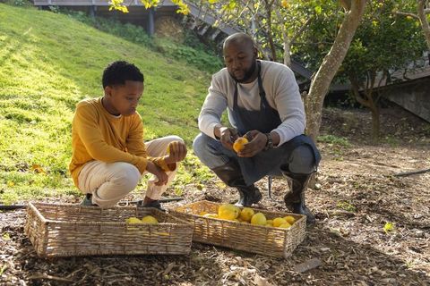 African american father and son harvesting and peeling lemons in backyard orchard