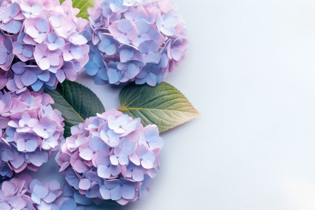 Blue and pink hydrangeas with copy space on white background, created using generative ai technology. Flower, nature, colour and wallpaper concept digitally generated image.