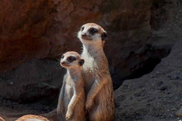 Two meerkats are standing together on rocky ground, appearing alert and watchful. The natural earthy setting highlights their sandy fur and sharp facial features. Ideal for educational articles on wildlife, zoo-related content, and nature photography collections. It conveys themes of companionship and attentiveness in nature.