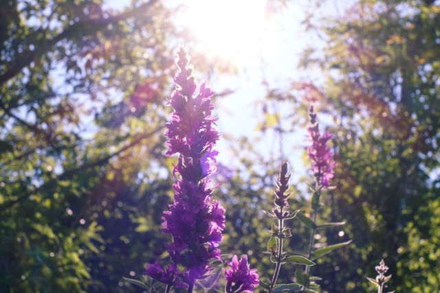 Sunlight Shining Through Lush Green Trees and Purple Wildflowers in Bloom - Download Free Stock Photos Pikwizard.com