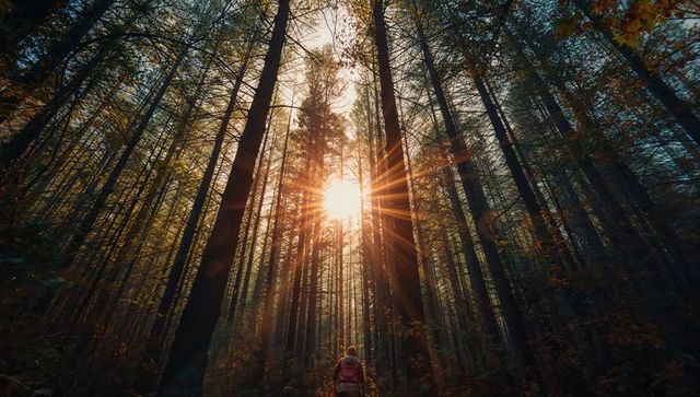 Woman Hiking on Serene Mountain Forest Trail at Sunrise