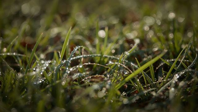 Glistening Dew on Grass Blades Catching Warm Morning Sunlight Macro Closeup