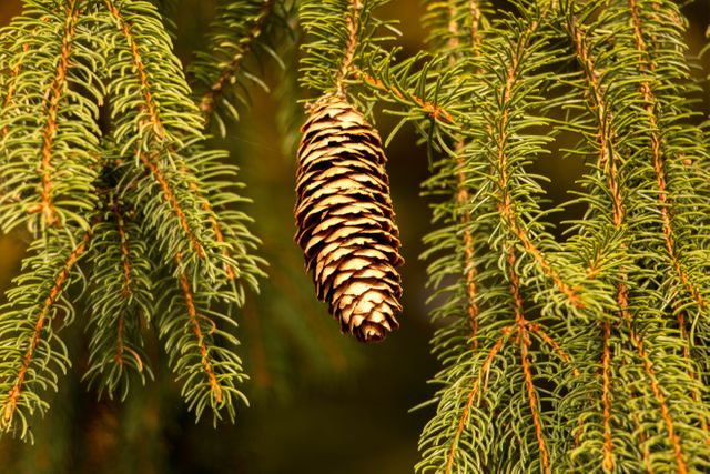 Branch christmas time christmas tree conifer - Download Free Stock Photos Pikwizard.com