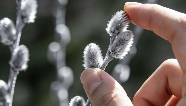 Hand touching pussy willow catkins close-up macro texture spring nature moment