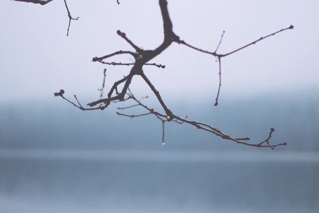 Bare tree branch with a single droplet hanging from a twig, set against a blurry, misty background creates a serene and moody atmosphere. Perfect for themes of solitude, calmness, nature's transition, or chilly seasonal impressions.