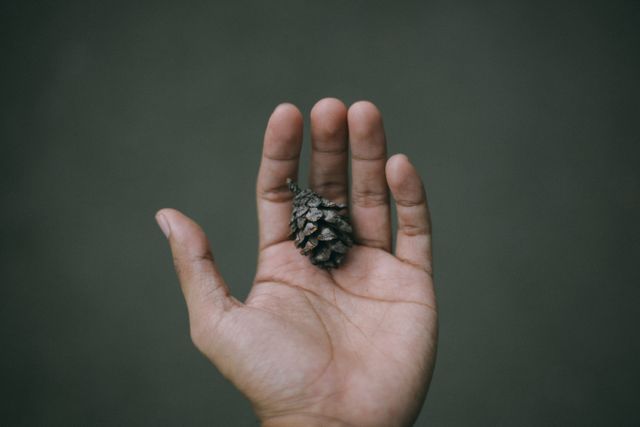 Close-up of a human hand holding a small brown pine cone on a neutral background. This can be used for nature-themed projects, educational materials, or minimalist design inspirations.