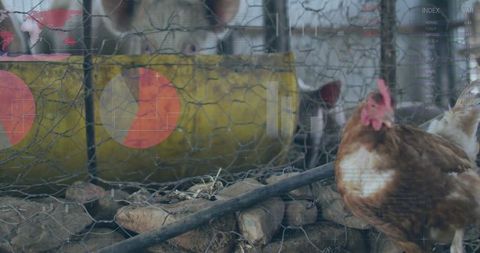 Free-Range Chicken Pecking with Tech Overlay on Modern Farm