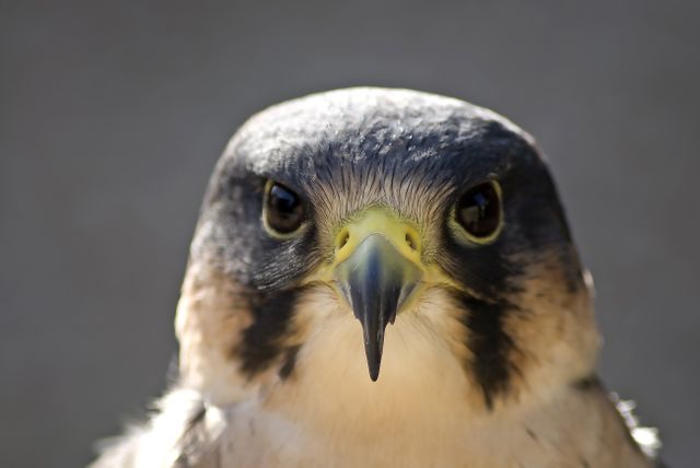 Image features a close-up of a peregrine falcon's face. Suitable for wildlife conservation themes, bird watching guides, and educational materials about birds of prey. Ideal for use in nature magazines, environmental websites, and biology textbooks. Highlights sharp beak, intense eyes, and detailed feathers of the falcon.