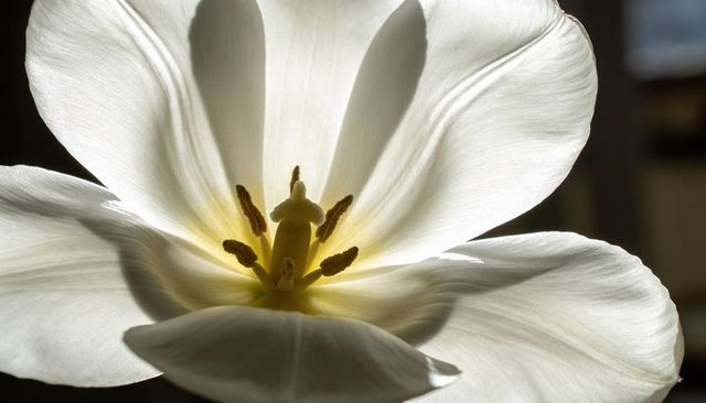 Glowing backlit white tulip macro filling frame showing pistil and pollen-dusted anthers