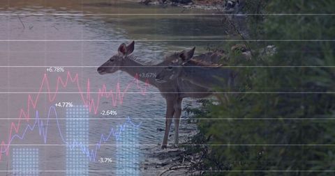 Wildlife Moose by Lake with Financial Chart Overlay