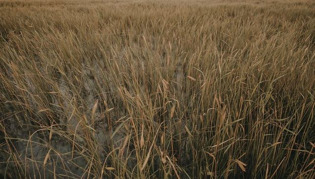 Tidal marsh grasses stretching across waterlogged mud with seed heads and reedbed texture