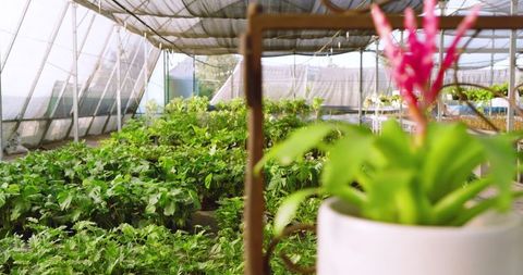 Lush greenhouse nursery with vibrant pink flower in foreground