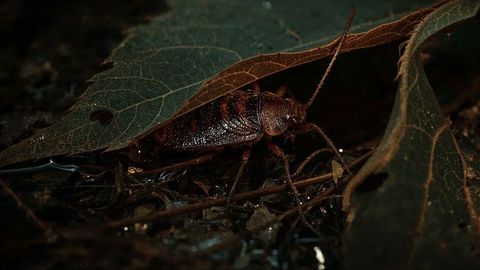 Glossy Cockroach Under Dry Oak Leaf in Forest Ecosystem Macro Scene