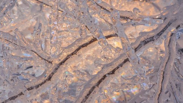 Glistening Ice-Coated Branches at Dawn with Sunlight Refraction and Crystal Detail