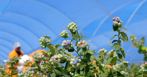 Low Angle View of Blueberry Plants Inside Modern Greenhouse