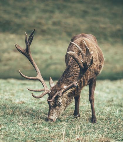 Majestic stag grazing with large branching antlers on dewy meadow, muted autumn tones