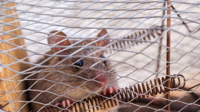 Mouse caught in wire trap cage. This is useful for illustrating concepts of pest control, rodent infestations, and humane trapping methods. Suitable for articles or advertisements related to pest control services, humane animal treatment, or household pest advice.