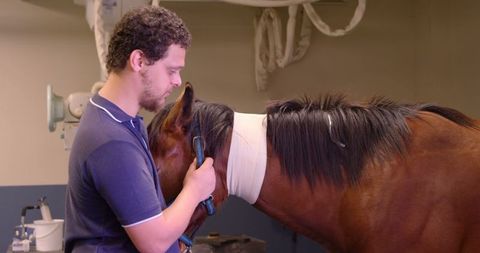Veterinarian checking bandaged horse, equine health expertise