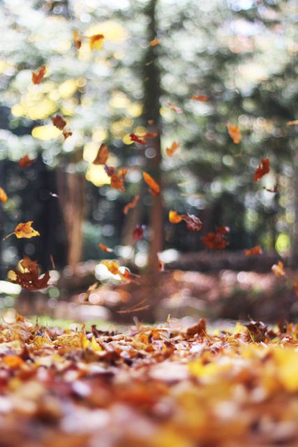 Vibrant autumn leaves drifting softly to the forest floor on a crisp, clear day. Perfect for promoting seasonal content, encouraging outdoor activities, or enhancing websites and blogs focusing on nature, environment, or travel themes.