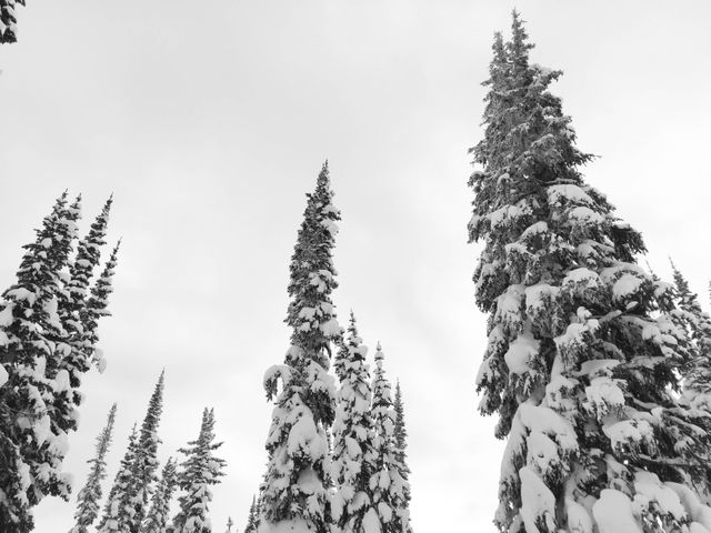 Snow-Covered Pine Trees in Winter Forest - Download Free Stock Photos Pikwizard.com