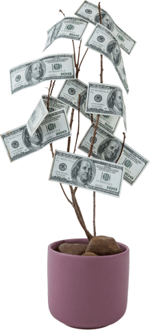 transparent money plant with dollar bills in pot - Download Free Stock Videos Pikwizard.com