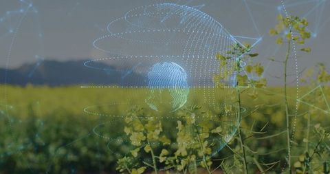 Holographic data sphere dominates scenic mustard farm