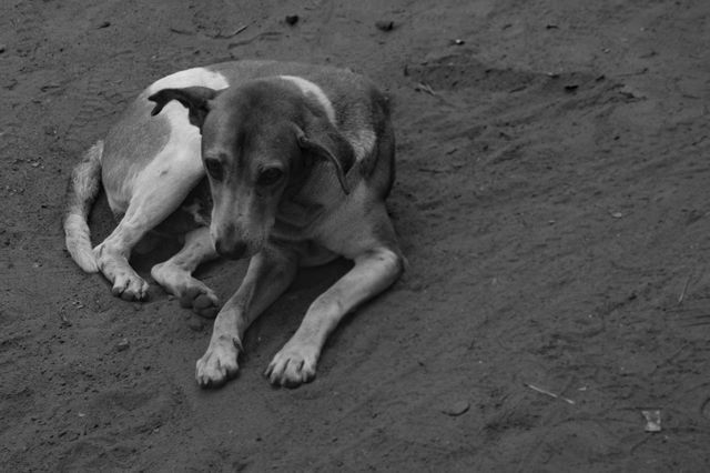 This image of a stray dog lying alone on the dirt ground, captured in black and white, evokes feelings of sadness and solitude. Suitable for use in campaigns about animal welfare, homelessness, and pet adoption. This poignant image can effectively highlight themes of neglect, abandonment, and the need for compassion towards animals.