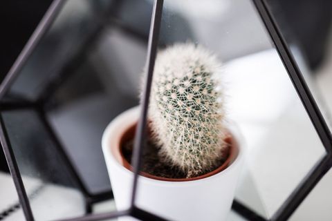 Close-up of cactus in geometric terrarium