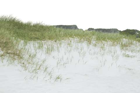 transparent beach dune with grass isolated sea nature concept - Download Free Stock Videos Pikwizard.com