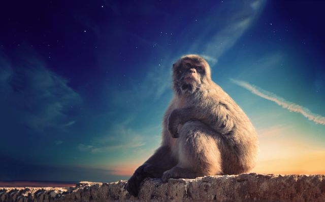 Barbary Macaque monkey sitting on a rock under the night sky filled with stars. Suitable for use in wildlife magazines, nature documentaries, conservation campaigns, or educational materials about primates and their habitats.