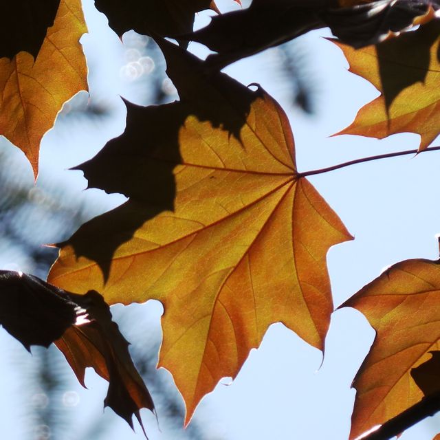 Close up view of Autumn leaves against blue sky. Autumn season concept