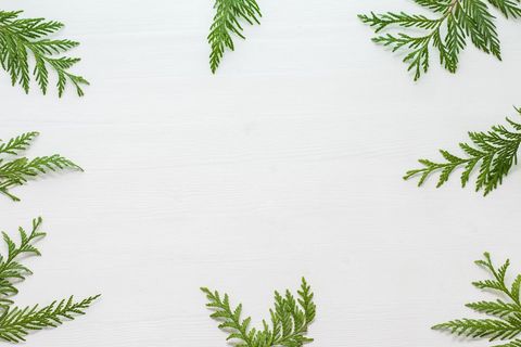 Botanical minimalism green cedar leaves on white background