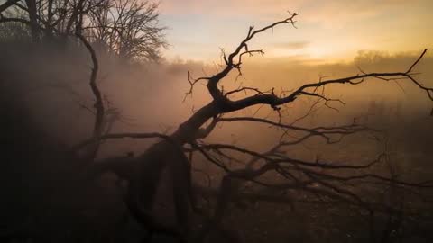 Mystical Forest Dawn amidst Fog and Fallen Tree