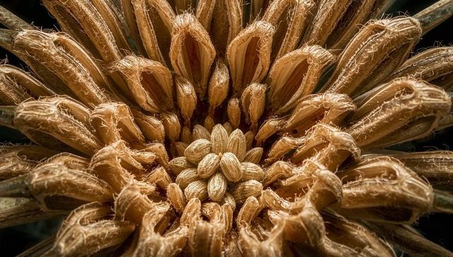 Macro of golden dried seed head showing central seeds, papery pods and fibrous texture