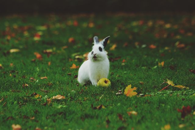 Adorable White Bunny in Autumn Park with Yellow Apple - Download Free Stock Photos Pikwizard.com