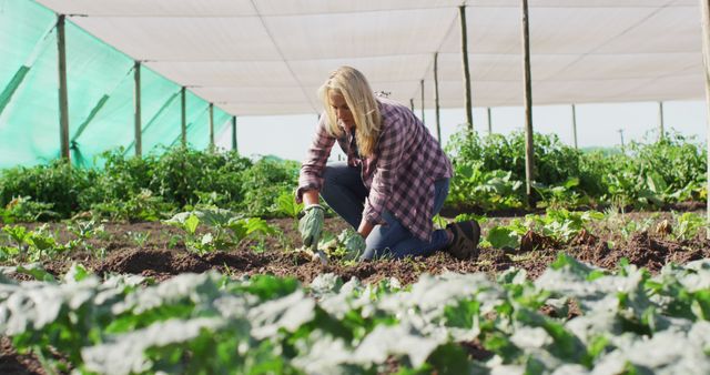 Woman kneels in greenhouse, tending vegetable plants with care. Ideal for topics on modern farming, sustainable agriculture, organic gardening, and horticulture. Perfect for blogs, articles, and advertisements focused on eco-friendly practices and home gardening.