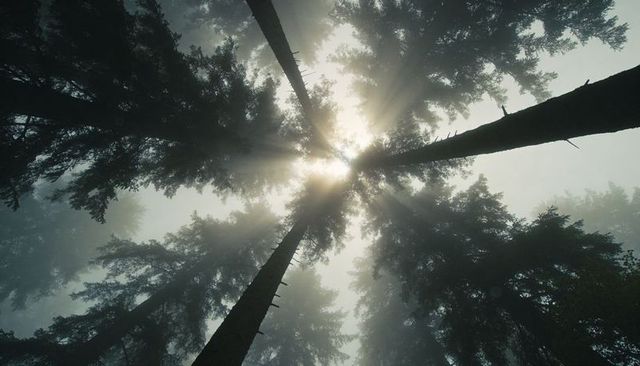 Sunbeams piercing misty conifer canopy from upward forest perspective