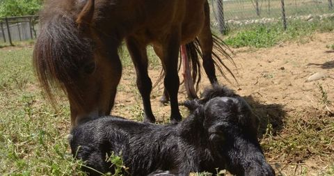 Mother Horse Relaxing Next to Newborn Foal on Farm in Sunshine