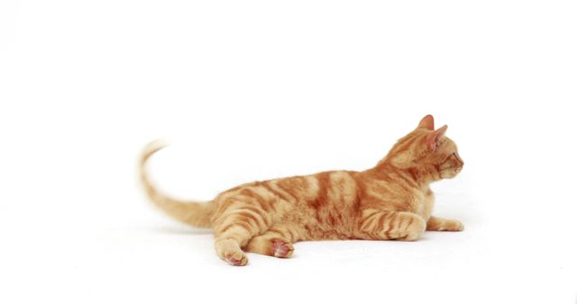 A young orange tabby cat is lying down on a white background, with copy space. Its playful posture and attentive gaze suggest it might be ready to pounce or play.