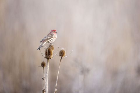 House Finch Perching on Thistle on a Misty Morning