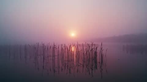 Sunrise Over Serene Foggy Lake with Reeds and Reflection