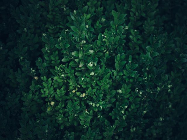 Dense green foliage with deep shadows creating a textured natural surface. Ideal for use in design templates, nature-themed presentations, environmental campaigns, and as a calming background for websites. Provides a lush, tranquil, and organic element for various creative projects.