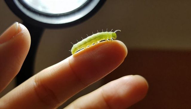 Tiny green caterpillar crawling along fingertip backlit by lamp
