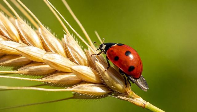 Red ladybug climbing golden wheat ear close-up, macro insect on grain with green bokeh
