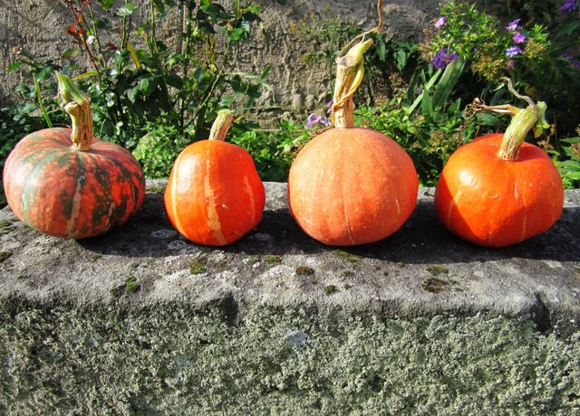 Four colorful pumpkins sitting on a stone wall, surrounded by a garden filled with greens and flowers. Ideal for themes involving autumn, harvest, gardening, decoration, and seasonal outdoor activities.
