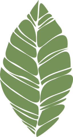 Transparent green leaf illustration wth tropical motif