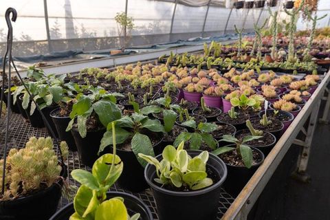 Greenhouse nursery displaying rows of potted succulents and leafy seedlings