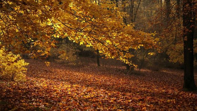 Golden Maple Branch Casting Dappled Sunlight Over Carpet of Autumn Leaves