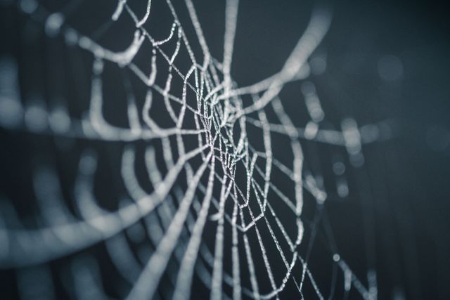 This detailed photograph captures an intricate spider web covered in morning dew, highlighted by soothing light. Useful for illustrating concepts of nature, fragility, and beauty. Ideal for use in science presentations, nature documentaries, backgrounds, and educational materials.