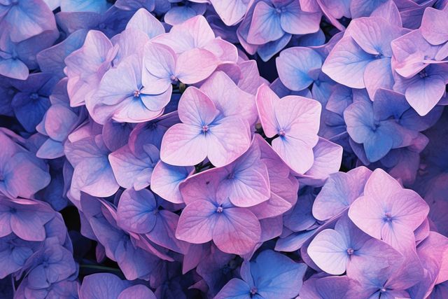 Full frame of purple and pink hydrangeas background, created using generative ai technology. Flower, nature, colour and wallpaper concept digitally generated image.